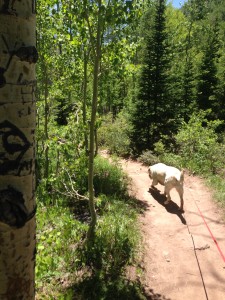 After the long, uphill hike, Casey wanted to run down!