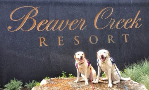 Casey and Cayman auditioning to be the Official Yellow Labradors of Beaver Creek Resort.